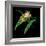 Tree Frog-null-Framed Giclee Print