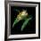 Tree Frog-null-Framed Giclee Print