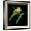 Tree Frog-null-Framed Giclee Print