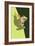 Tree Frog-Lantern Press-Framed Art Print