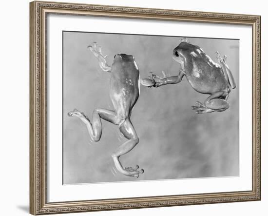 Tree Frogs-null-Framed Photographic Print