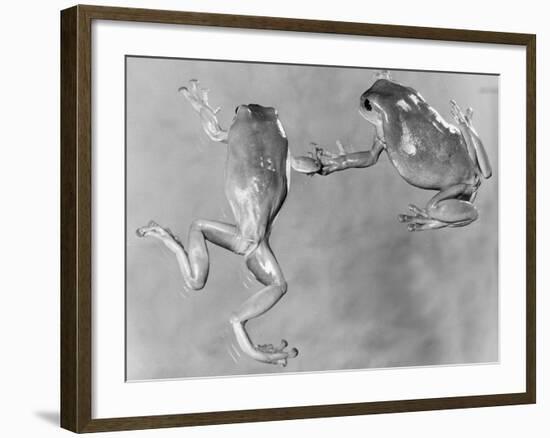 Tree Frogs-null-Framed Photographic Print