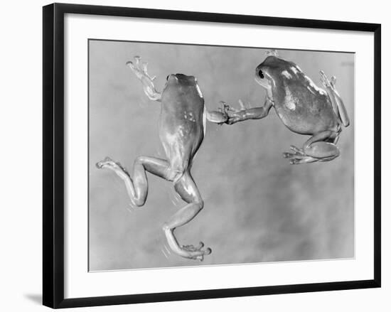 Tree Frogs-null-Framed Photographic Print