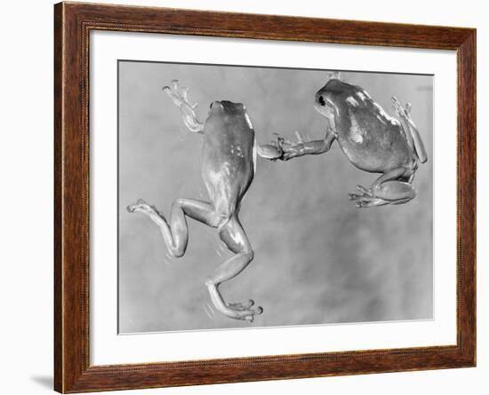 Tree Frogs-null-Framed Photographic Print