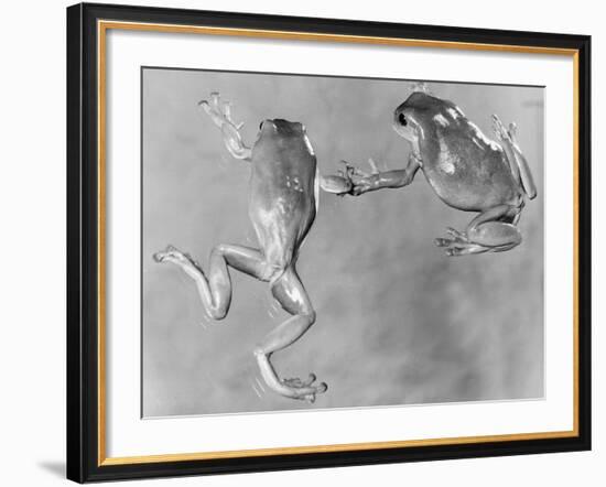 Tree Frogs-null-Framed Photographic Print