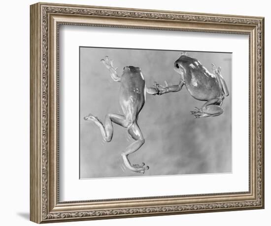 Tree Frogs-null-Framed Photographic Print