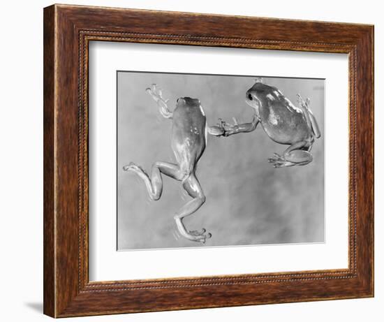 Tree Frogs-null-Framed Photographic Print