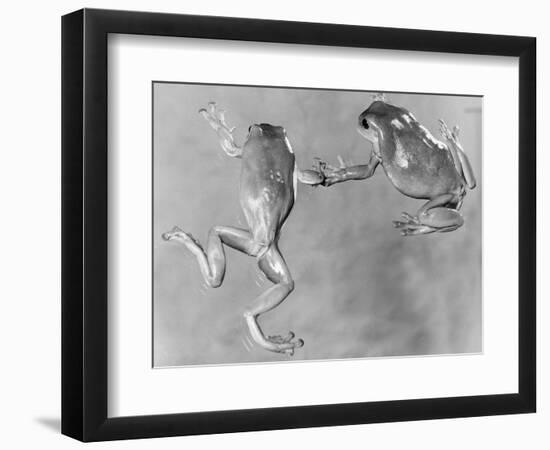 Tree Frogs-null-Framed Photographic Print