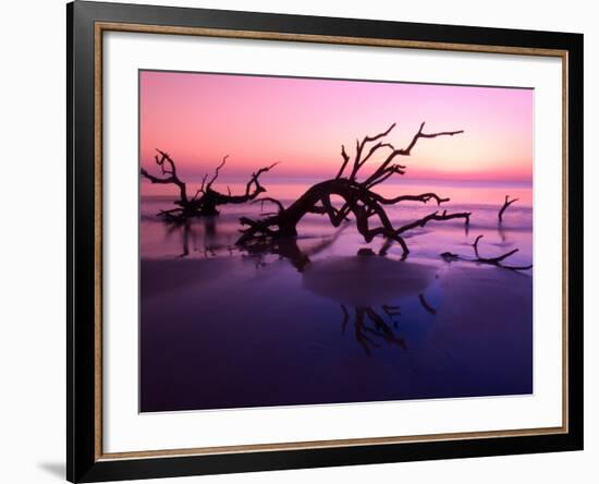 Tree Graveyard on Beach at Dusk, Jekyll Island, Georgia, USA-Joanne Wells-Framed Photographic Print