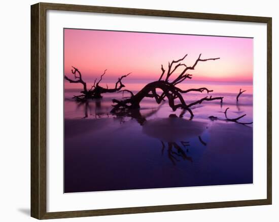 Tree Graveyard on Beach at Dusk, Jekyll Island, Georgia, USA-Joanne Wells-Framed Photographic Print