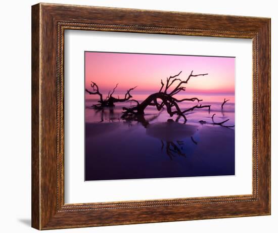 Tree Graveyard on Beach at Dusk, Jekyll Island, Georgia, USA-Joanne Wells-Framed Photographic Print