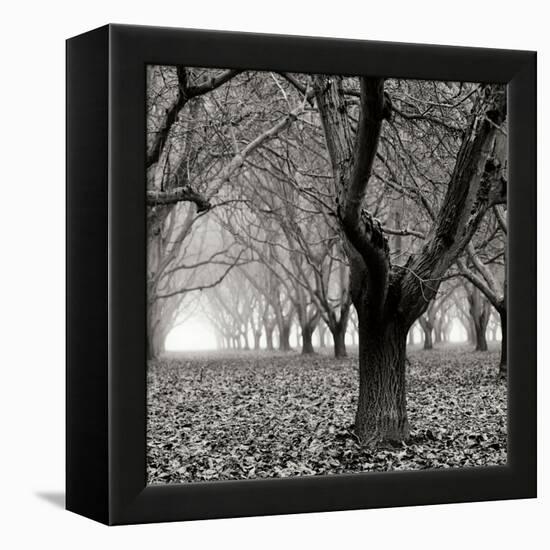 Tree Grove BW Sq I-Erin Berzel-Framed Premier Image Canvas