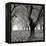 Tree Grove BW Sq I-Erin Berzel-Framed Premier Image Canvas