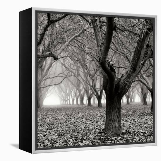 Tree Grove BW Sq I-Erin Berzel-Framed Premier Image Canvas