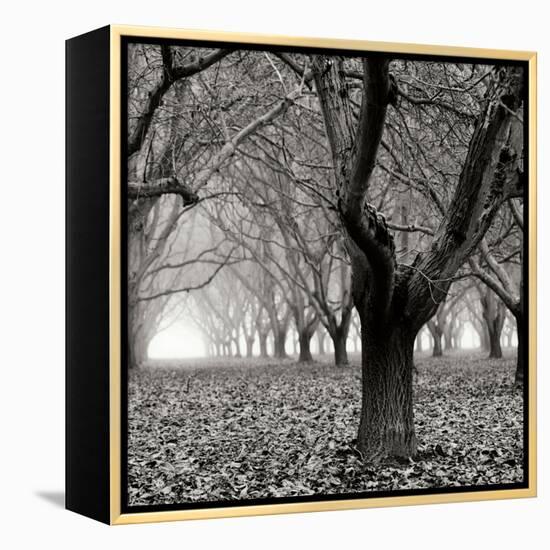 Tree Grove BW Sq I-Erin Berzel-Framed Premier Image Canvas