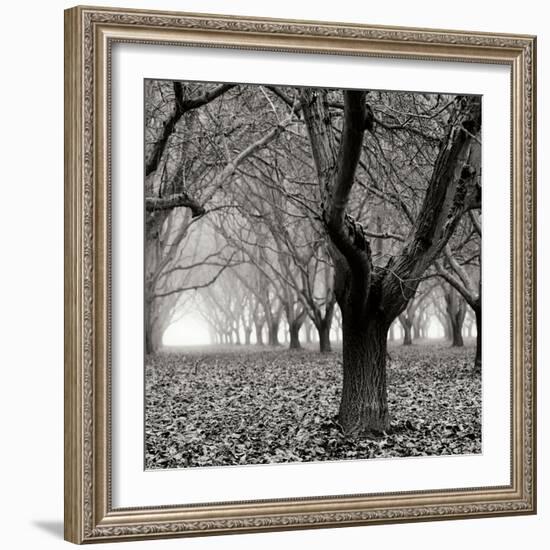 Tree Grove BW Sq I-Erin Berzel-Framed Photographic Print