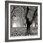 Tree Grove BW Sq I-Erin Berzel-Framed Photographic Print