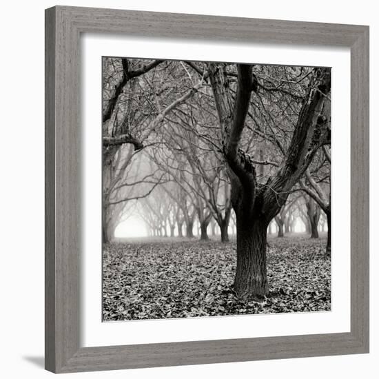 Tree Grove BW Sq I-Erin Berzel-Framed Photographic Print