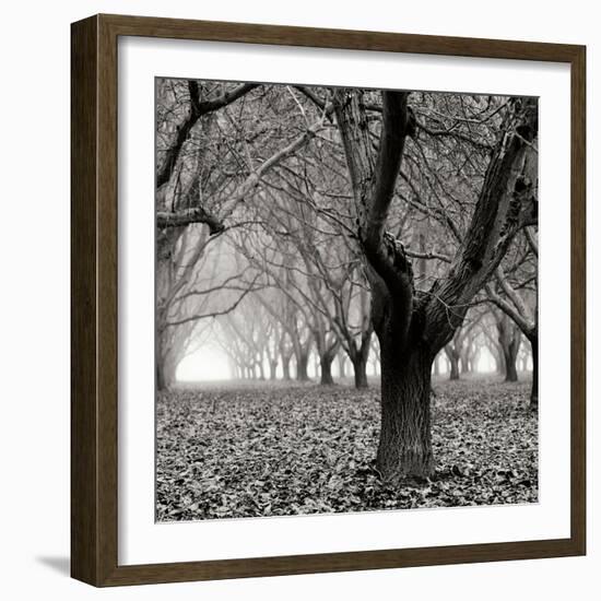 Tree Grove BW Sq I-Erin Berzel-Framed Photographic Print