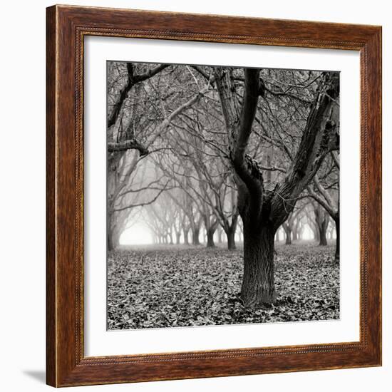 Tree Grove BW Sq I-Erin Berzel-Framed Photographic Print