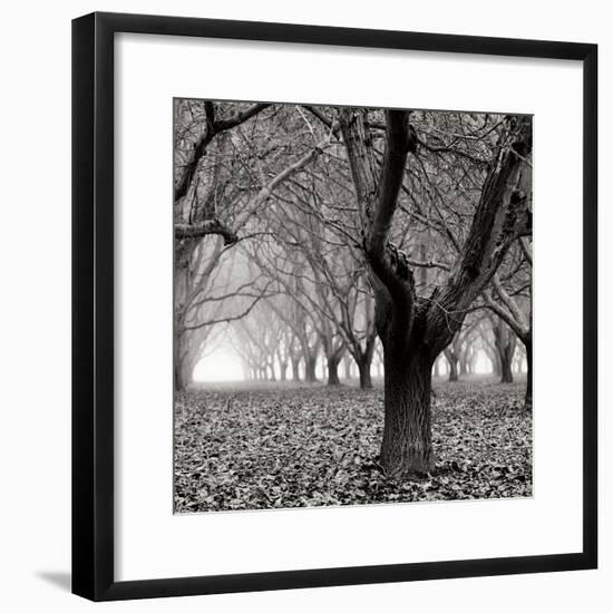 Tree Grove BW Sq I-Erin Berzel-Framed Photographic Print