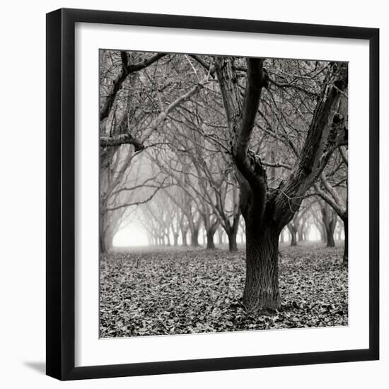 Tree Grove BW Sq I-Erin Berzel-Framed Photographic Print