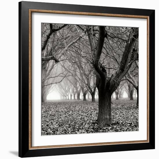 Tree Grove BW Sq I-Erin Berzel-Framed Photographic Print