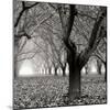 Tree Grove BW Sq I-Erin Berzel-Mounted Photographic Print