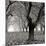 Tree Grove BW Sq I-Erin Berzel-Mounted Photographic Print