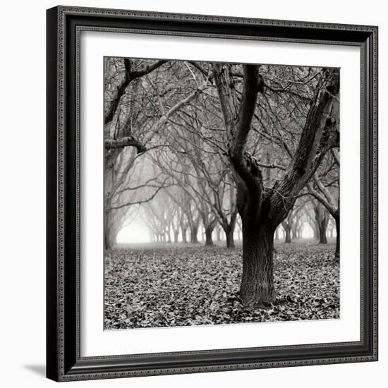 Tree Grove BW Sq I-Erin Berzel-Framed Photographic Print