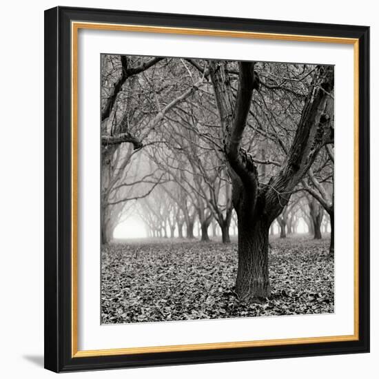 Tree Grove BW Sq I-Erin Berzel-Framed Photographic Print