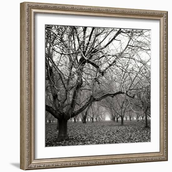 Tree Grove BW Sq II-Erin Berzel-Framed Photographic Print