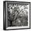 Tree Grove BW Sq II-Erin Berzel-Framed Photographic Print