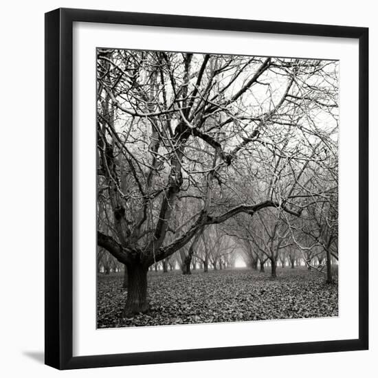Tree Grove BW Sq II-Erin Berzel-Framed Photographic Print