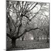 Tree Grove BW Sq II-Erin Berzel-Mounted Photographic Print