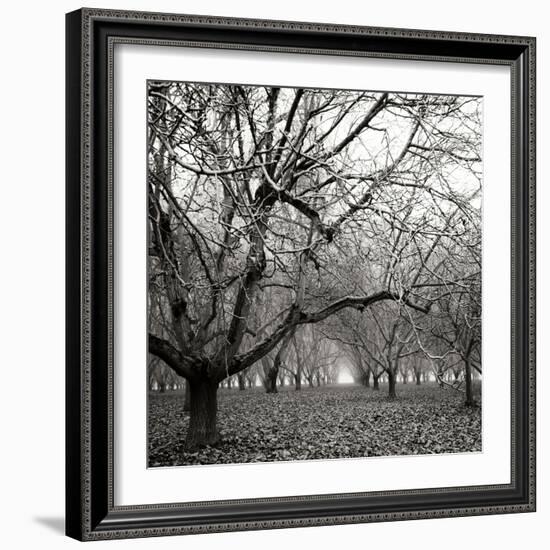 Tree Grove BW Sq II-Erin Berzel-Framed Photographic Print