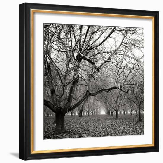 Tree Grove BW Sq II-Erin Berzel-Framed Photographic Print