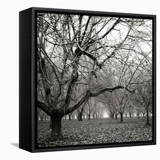 Tree Grove BW Sq II-Erin Berzel-Framed Premier Image Canvas