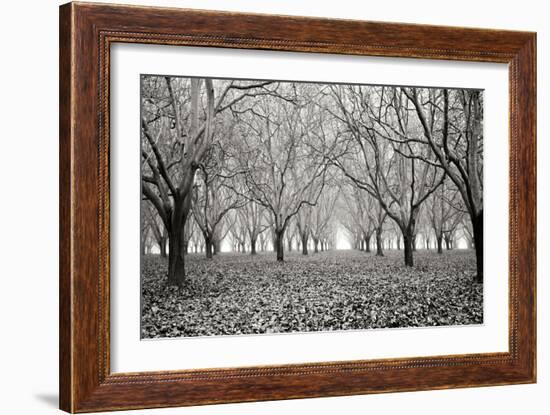 Tree Grove Pano BW I-Erin Berzel-Framed Photographic Print