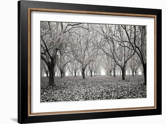 Tree Grove Pano BW I-Erin Berzel-Framed Photographic Print