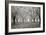 Tree Grove Pano BW I-Erin Berzel-Framed Photographic Print