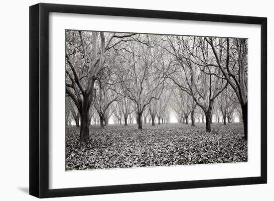 Tree Grove Pano BW I-Erin Berzel-Framed Photographic Print