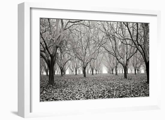 Tree Grove Pano BW I-Erin Berzel-Framed Photographic Print