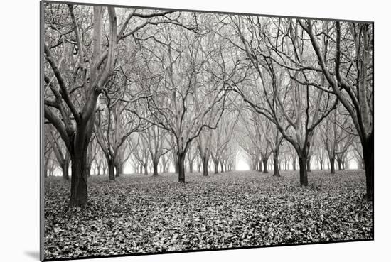 Tree Grove Pano BW I-Erin Berzel-Mounted Photographic Print