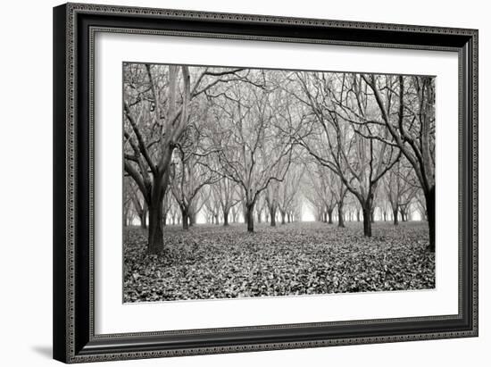 Tree Grove Pano BW I-Erin Berzel-Framed Photographic Print