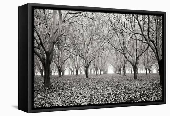 Tree Grove Pano BW I-Erin Berzel-Framed Premier Image Canvas