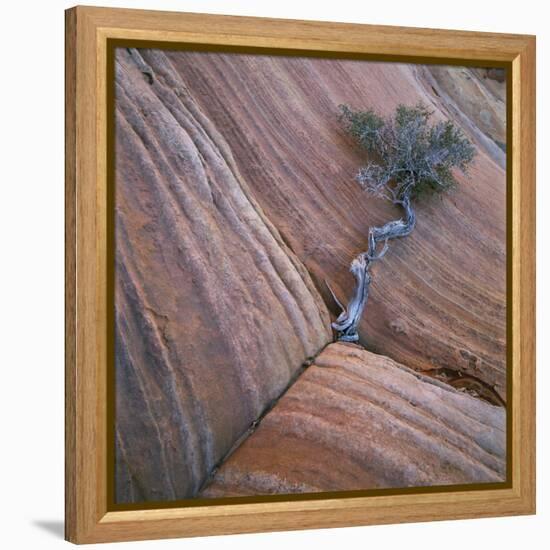 Tree Growing in Rock Cliff-Micha Pawlitzki-Framed Premier Image Canvas