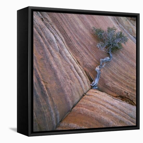 Tree Growing in Rock Cliff-Micha Pawlitzki-Framed Premier Image Canvas