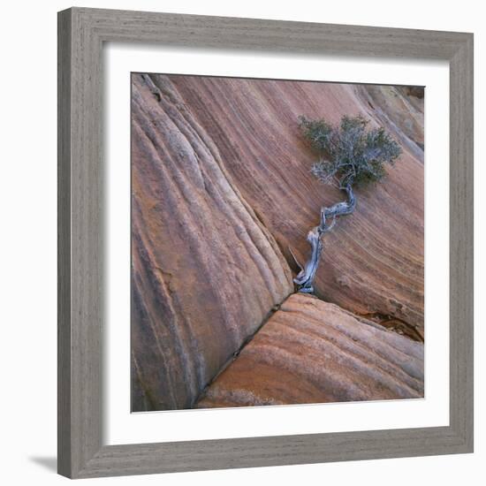 Tree Growing in Rock Cliff-Micha Pawlitzki-Framed Photographic Print