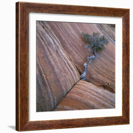 Tree Growing in Rock Cliff-Micha Pawlitzki-Framed Photographic Print